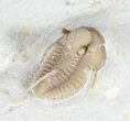 Scare Cyphaspis Carrolli Trilobite - Oklahoma #50972-3
